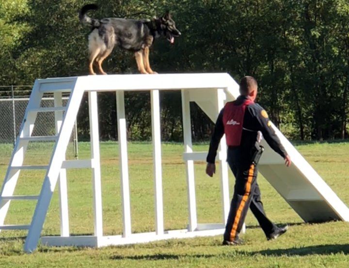 Bombdetectiondog