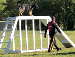 Bombdetectiondog 5dadb470d8aee Bombdetectiondog 5dadb470d8aee