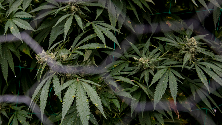 Medical marijuana awaiting harvest inside a fenced in grow at the Loosier home in Kalamazoo County, Michigan on Friday, Oct. 5, 2018.