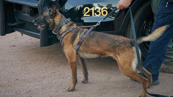 K-9 Koki