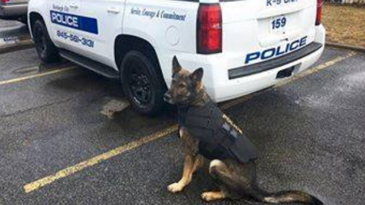 A man punched City of Newburgh Officer Roman Scuadroni in the face, leading to a struggle on the ground between the officer, the man and K-9 Lee.