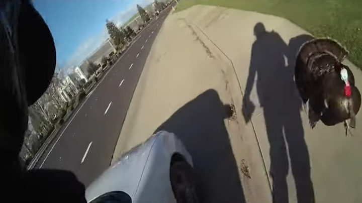 A trash-talking turkey persuaded a cop to rip up the speeding ticket he was about to give a motorist, haranguing the officer until he simply gave up.