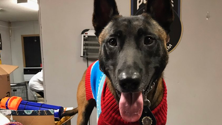 The crime-fighting dogs of the NYPD offered a helping paw to their canine counterparts serving overseas this holiday season — collecting doggie supplies and treats for Yuletide care packages.