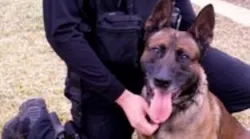 K-9 Duke