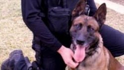 K-9 Duke K-9 Duke