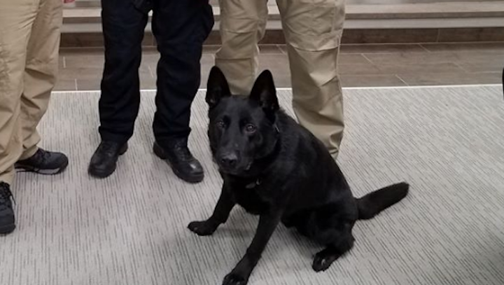 Shelby Township Police K-9 Morpheus assisted in apprehending a suspected car thief and recovering a stolen vehicle on Dec. 3.