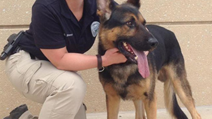 A Kansas police officer nabbed a $37,500 payout after he was bitten Sedgwick County Sheriff’s deputy’s dog.