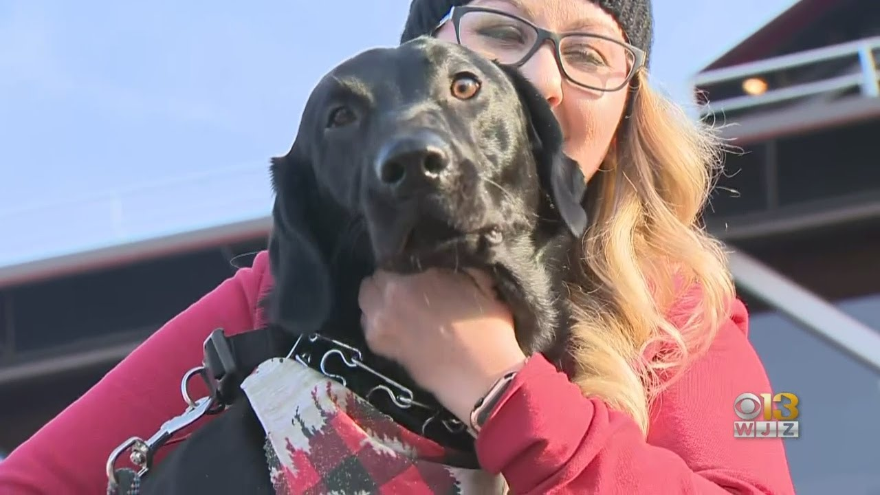 Baltimore Police Officer Jumps Into Inner Harbor to Rescue Dog | Officer