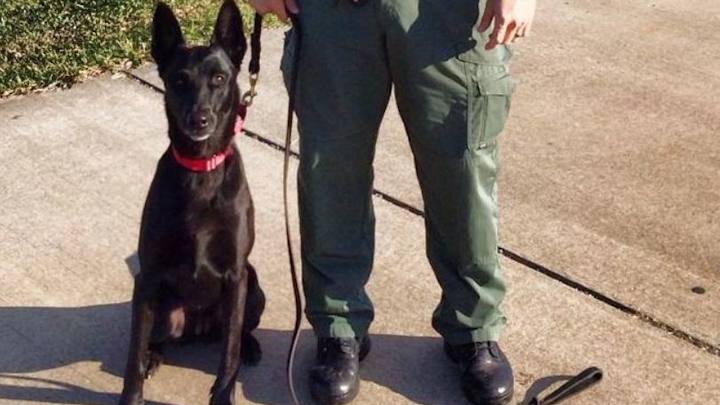 K-9 Nikki