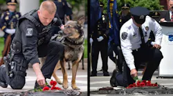 K9service