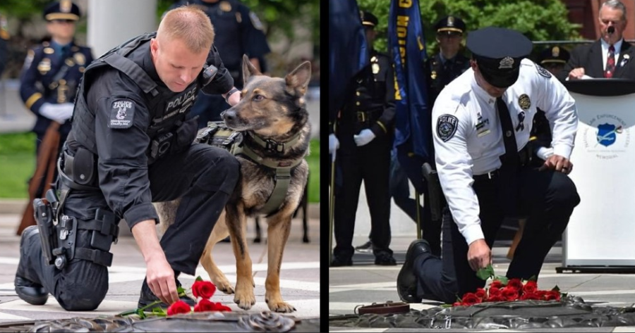 K9service 5e3c3120ef01a 1 5e3c7b754da26