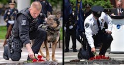 K9service 5e3c3120ef01a 1 5e3c7b754da26 K9service 5e3c3120ef01a 1 5e3c7b754da26