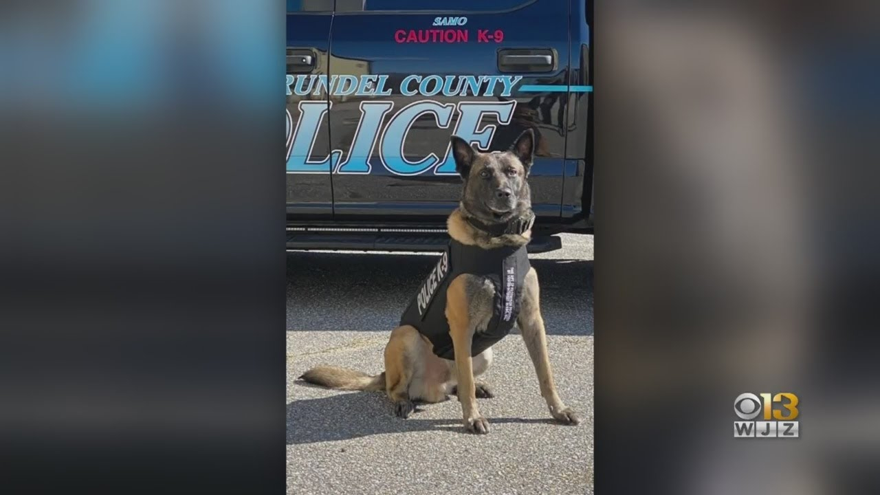 Two Maryland Police K9s Get Bullet and Stab Proof Vests Officer
