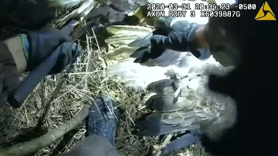 A pair of bald eagles grappled in the skies above Greenfield on Tuesday night before becoming entangled and falling to the ground. It took staff from the Hennepin County Sheriff&rsquo;s Office to set them free.