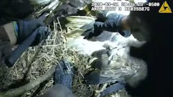 A pair of bald eagles grappled in the skies above Greenfield on Tuesday night before becoming entangled and falling to the ground. It took staff from the Hennepin County Sheriff’s Office to set them free. A pair of bald eagles grappled in the skies above Greenfield on Tuesday night before becoming entangled and falling to the ground. It took staff from the Hennepin County Sheriff’s Office to set them free.