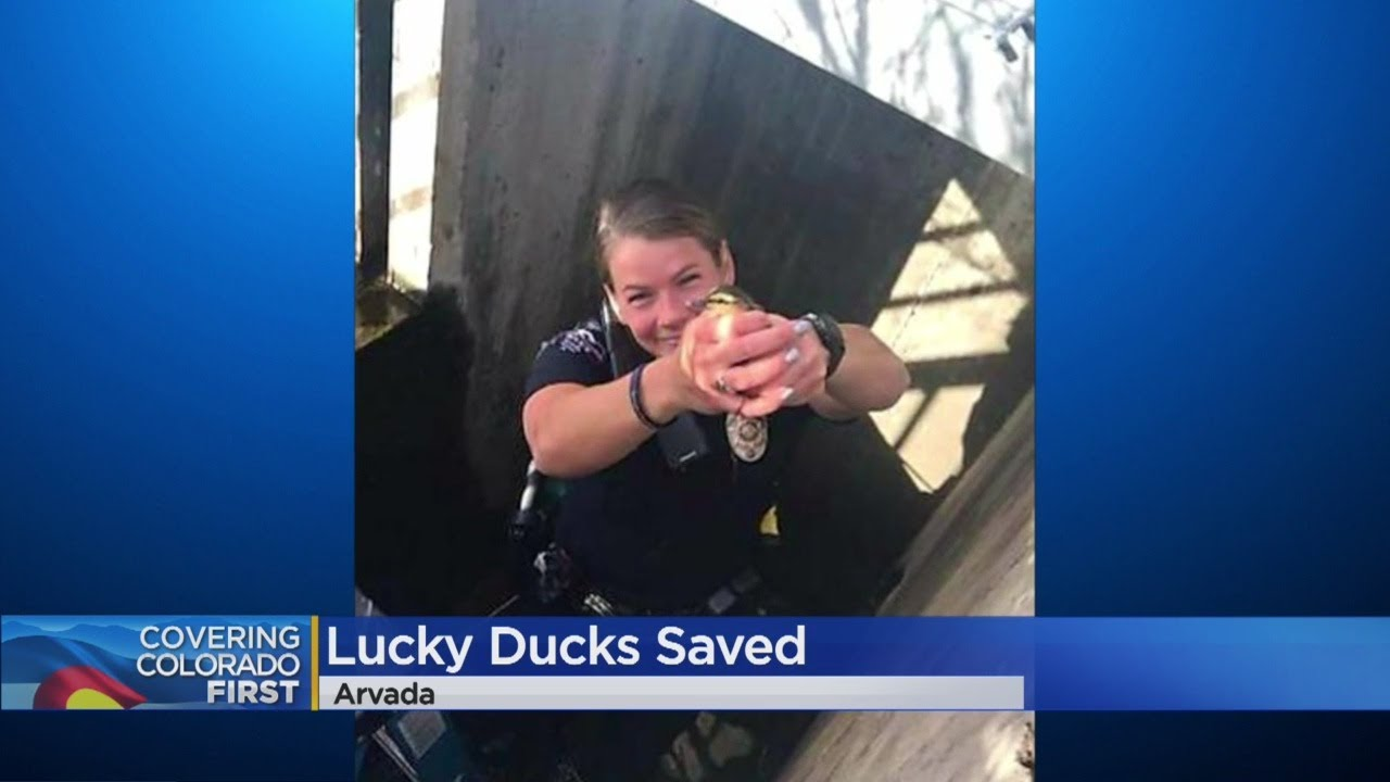 Ducklings Rescued From Storm Drain Colorado Police | Officer