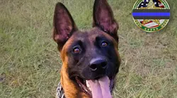 K-9 Chief