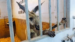 The captured kangaroo was taken to the barn where the Fort Lauderdale Police Department's horses are kept and it looked content despite being behind bars. The captured kangaroo was taken to the barn where the Fort Lauderdale Police Department's horses are kept and it looked content despite being behind bars.
