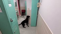 Zen is said to be the insight into the nature of the mind and things for the benefit of others but for the Volusia County Sheriff's Office, Zen is a black Labrador retriever that can smell electronic devices that child sexual predators may be hiding to co Zen is said to be the insight into the nature of the mind and things for the benefit of others but for the Volusia County Sheriff's Office, Zen is a black Labrador retriever that can smell electronic devices that child sexual predators may be hiding to co