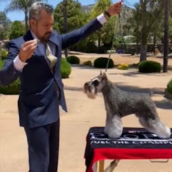 GCHP CH Carmel Sky High Wish Upon a Star, a Miniature Schnauzer known as &ldquo;Twink,&rdquo; was awarded Best in Show at the inaugural AKC Virtual Top Dog Challenge held June 2020. &ldquo;Twink&rdquo; is being handled by Jorge Olivera. This event generated a $7,000 donation to Take The Lead.