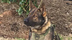 K-9 Roscoe