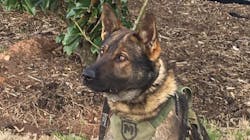 K-9 Roscoe K-9 Roscoe