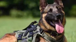 K-9 Blue
