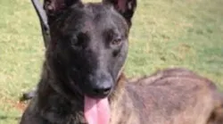 K-9 Turbo