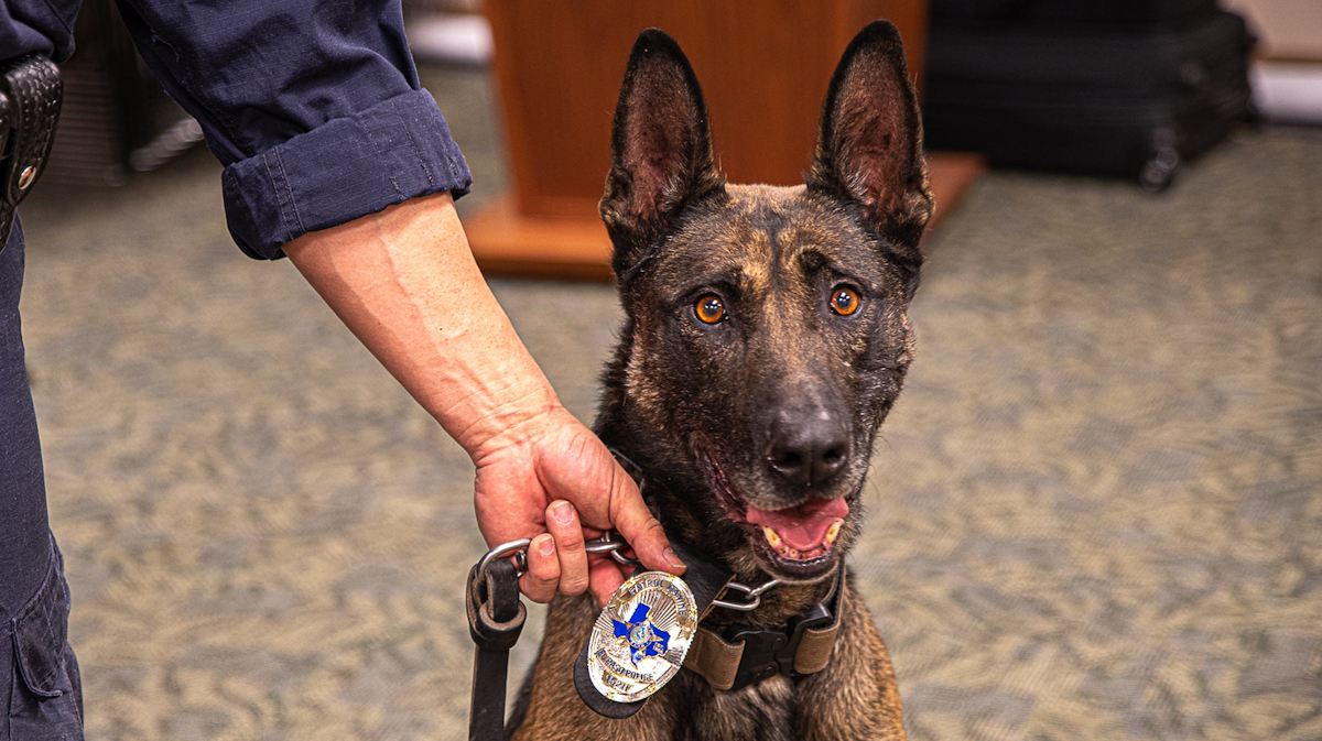 K 9 Johnny Cash Famed El Paso Police Dog Featured On Live Pd Retires Officer
