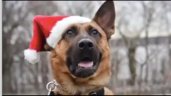 Courageous Police Dogs Star In New Nypd Calendar Officer