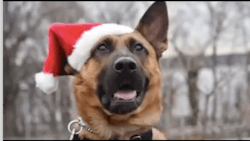 K9 calendar made featuring NYPD police dogs. K9 calendar made featuring NYPD police dogs.