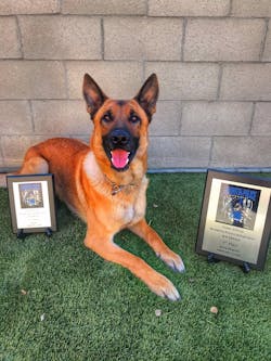 The Bakersfield Police Department hosts a K-9 Trial Competition annually that involves K-9 teams from across the United States and Mexico. The Bakersfield Police Department hosts a K-9 Trial Competition annually that involves K-9 teams from across the United States and Mexico.