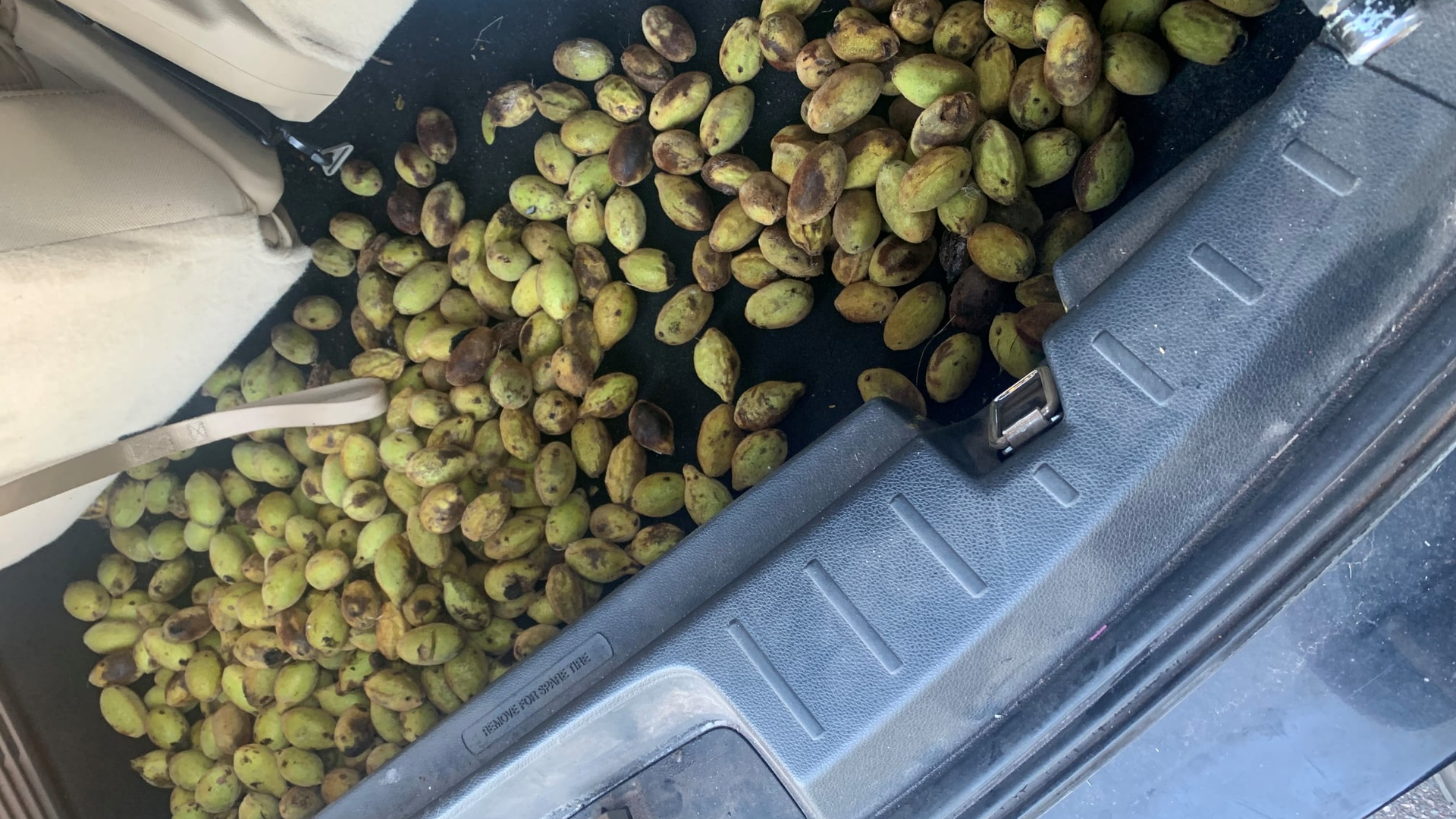 A squirrel with 'some kind of ninja training' led a Pine County, MN, sheriff's deputy to around 200 nuts that had been secretly stashed in the trunk of the officer's patrol car.