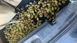 A squirrel with 'some kind of ninja training' led a Pine County, MN, sheriff's deputy to around 200 nuts that had been secretly stashed in the trunk of the officer's patrol car. A squirrel with 'some kind of ninja training' led a Pine County, MN, sheriff's deputy to around 200 nuts that had been secretly stashed in the trunk of the officer's patrol car.
