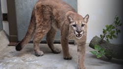 NYPD officers and animal rescue authorities helped rescue an 80-pound cougar from a Bronx home last week. NYPD officers and animal rescue authorities helped rescue an 80-pound cougar from a Bronx home last week.