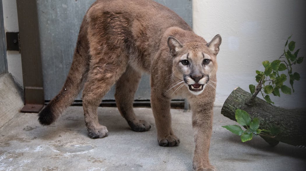 NYPD officers and animal rescue authorities helped rescue an 80-pound cougar from a Bronx home last week.