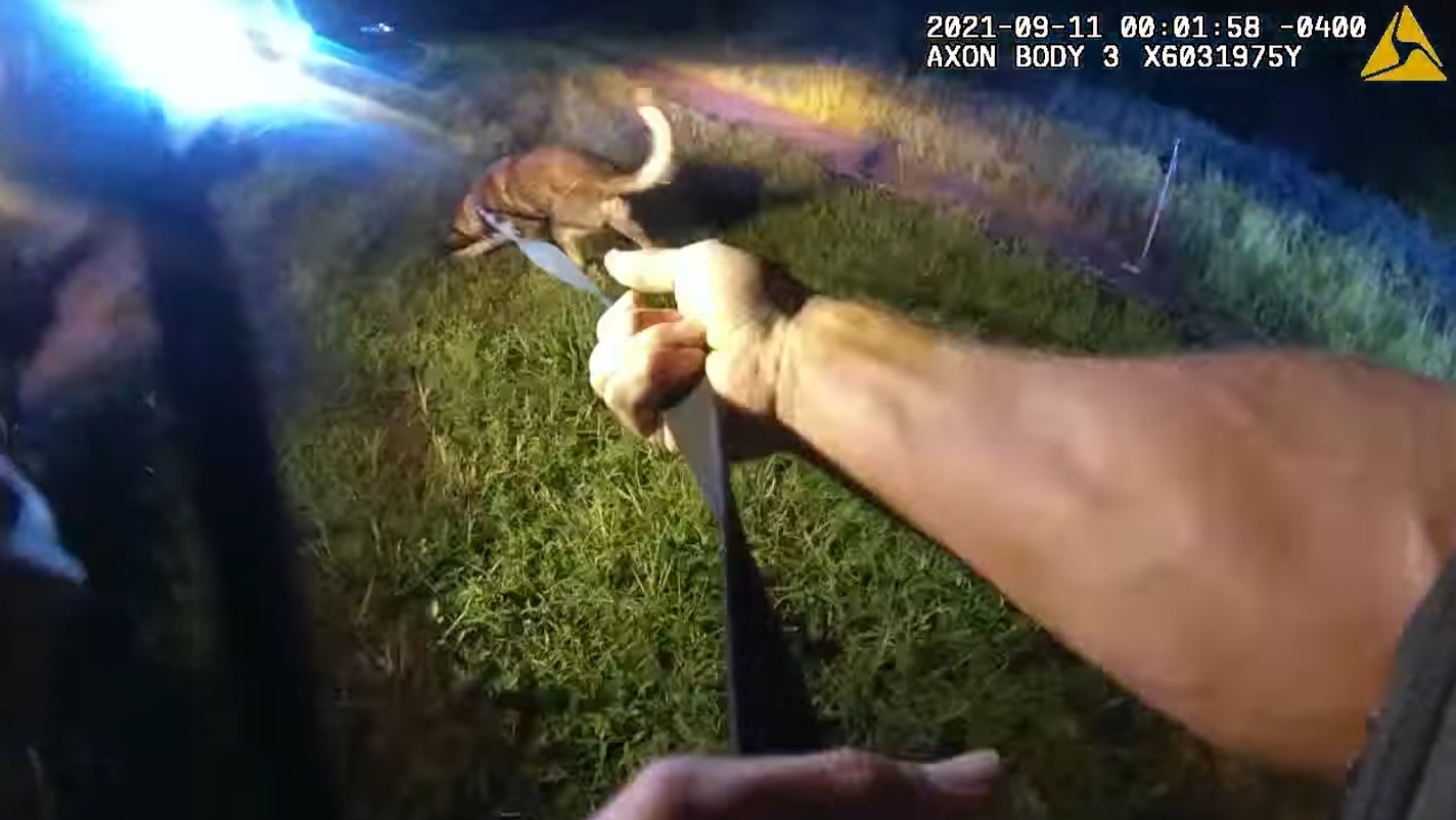 Two Volusia County, FL, Sheriff's Office K-9s were shot and wounded while pursuing a carjacking suspect Saturday.