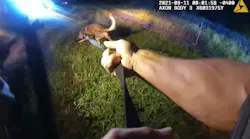 Two Volusia County, FL, Sheriff's Office K-9s were shot and wounded while pursuing a carjacking suspect Saturday.