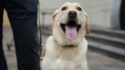 Hillsboroughk9 6130f82118e16 Hillsboroughk9 6130f82118e16