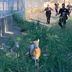 San Antonio police and Animal Care Services officers chase after one of two escaped sheep. San Antonio police and Animal Care Services officers chase after one of two escaped sheep.