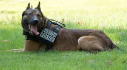 Boston Police K-9 Loki in 2016.
