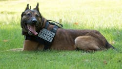 Boston Police K-9 Loki in 2016. Boston Police K-9 Loki in 2016.