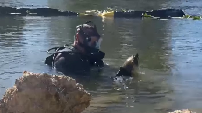 The dive team for the Lee County, FL, Sheriff's Office rescued a snapping turtle tangled in fishing line and 'in distress,' while the members were conducting a training exercise last week.