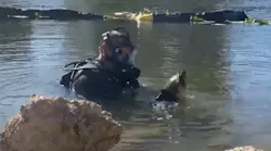 The dive team for the Lee County, FL, Sheriff's Office rescued a snapping turtle tangled in fishing line and 'in distress,' while the members were conducting a training exercise last week.