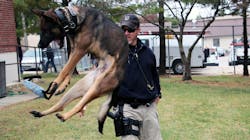 Loki is training to be the Spring Hill, KS, Police Department's newest K-9 after the department saved him from being euthanized after an underdeveloped kidney was discovered. Loki is training to be the Spring Hill, KS, Police Department's newest K-9 after the department saved him from being euthanized after an underdeveloped kidney was discovered.
