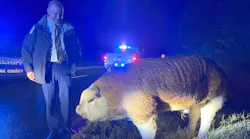 York County, SC, sheriff's deputies help capture a large pig that had escaped and caused the shutdown of a major roadway Thursday.