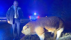York County, SC, sheriff's deputies help capture a large pig that had escaped and caused the shutdown of a major roadway Thursday. York County, SC, sheriff's deputies help capture a large pig that had escaped and caused the shutdown of a major roadway Thursday.