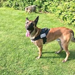 Yarmouth, MA, Police K-9 Nero. Yarmouth, MA, Police K-9 Nero.