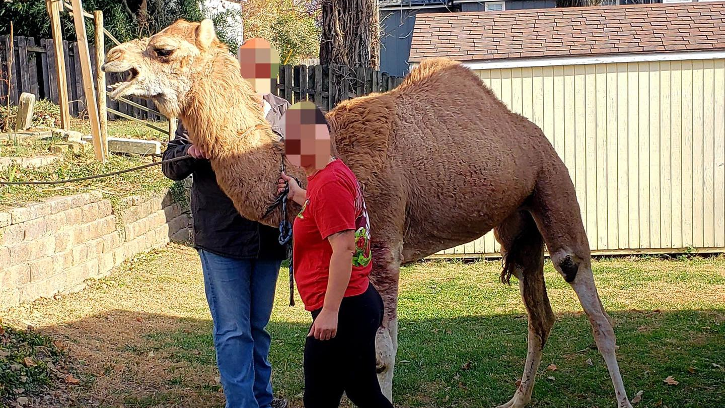 Bonner Springs, KS, police and animal control officers captured an escaped camel Sunday after an all-day pursuit.