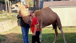 Bonner Springs, KS, police and animal control officers captured an escaped camel Sunday after an all-day pursuit. Bonner Springs, KS, police and animal control officers captured an escaped camel Sunday after an all-day pursuit.
